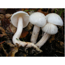 Мицелий Гигрофора белого / Гигрофор желтовато-белый (Hygrophorus eburneus)